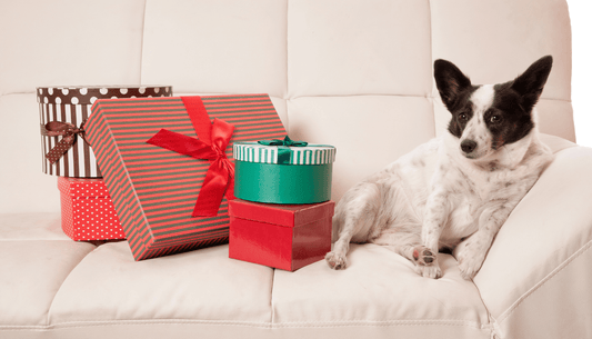 personalized gift for dog or dog lovers
